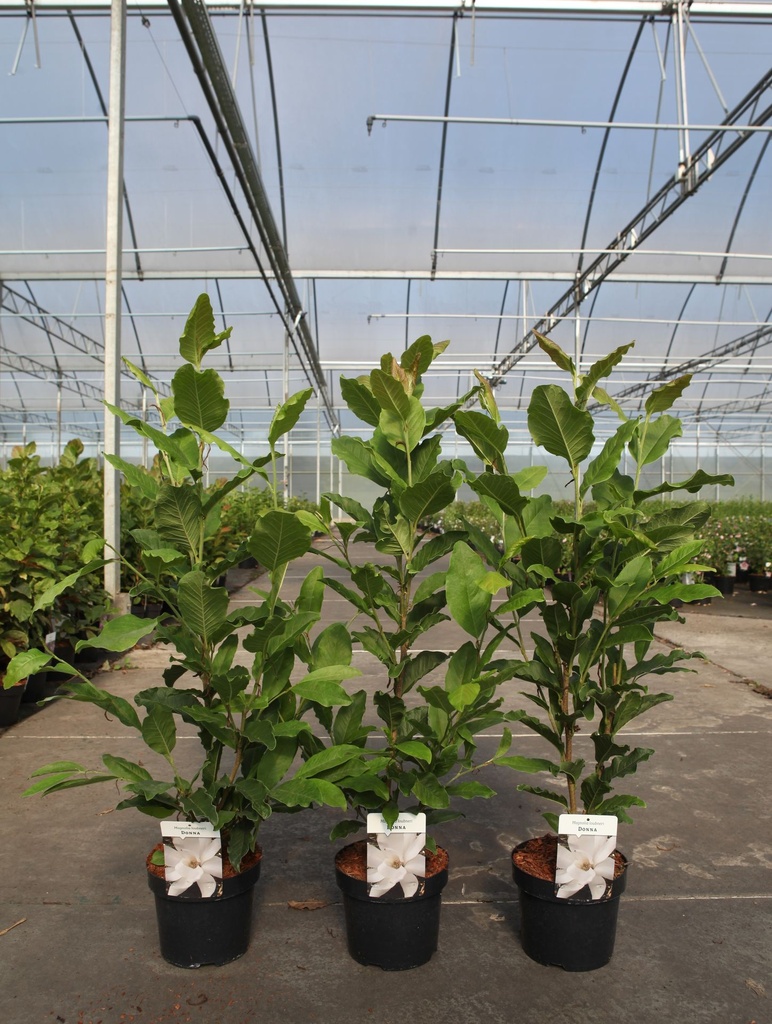 [P] Magnolia loebneri 'Donna' cont. 3,6L 40-50 cm +ф