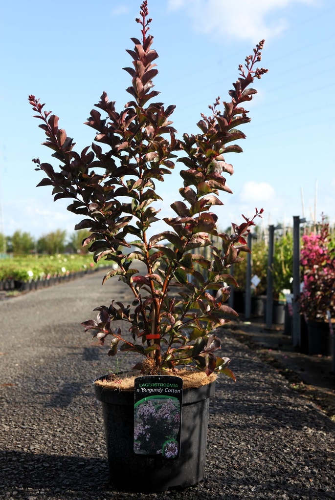 [P] Lagerstroemia indica 'Burgundy Cotton' cont. 10L 80-100 cm