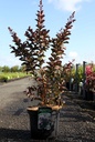 Lagerstroemia indica 'Burgundy Cotton' cont. 10L 80-100 cm