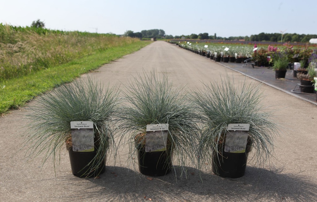 [P] Festuca glauca INTENSE BLUE (PBR) cont. 3,6L +f