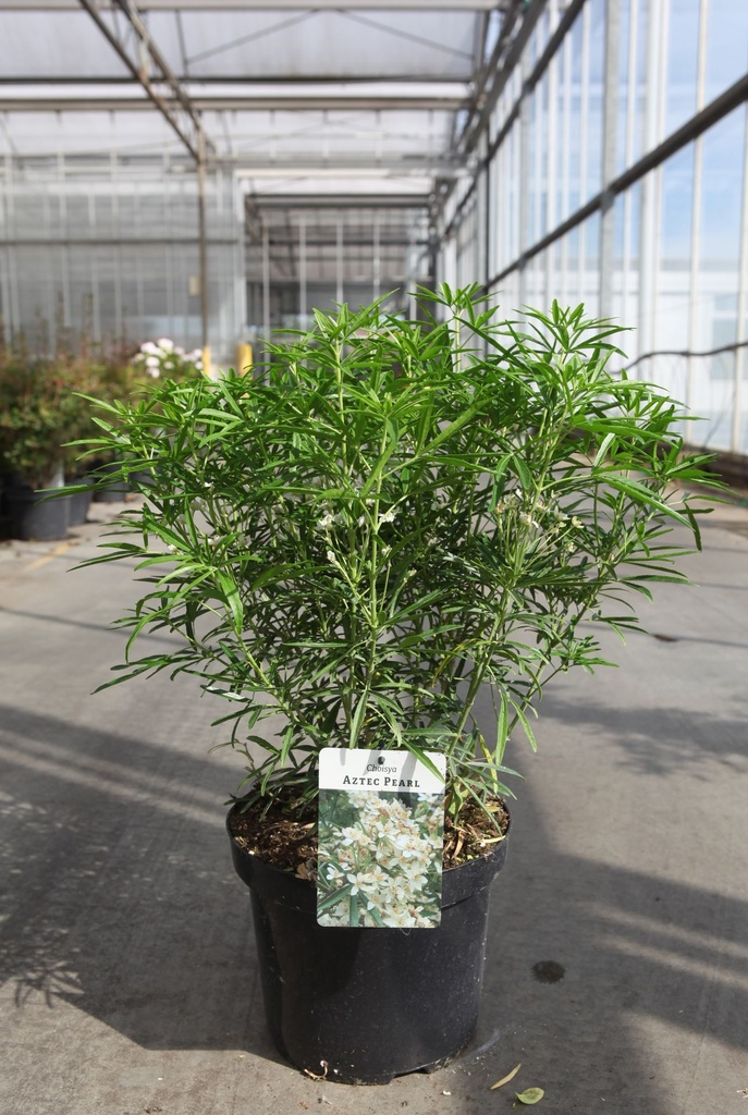 Choisya 'Aztec Pearl' cont. 7,5L 40-50 cm +B