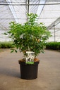 Choisya ternata Kont. 7,5L 40-50 cm +B