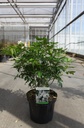 Choisya ternata cont. 7,5L 40-50 cm +f