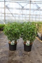 Choisya ternata cont. 7,5L 40-50 cm +p