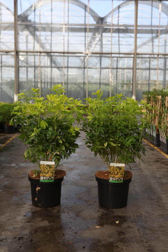 [P] Choisya ternata SUNDANCE® cont. 7,5L 40/+ cm +f