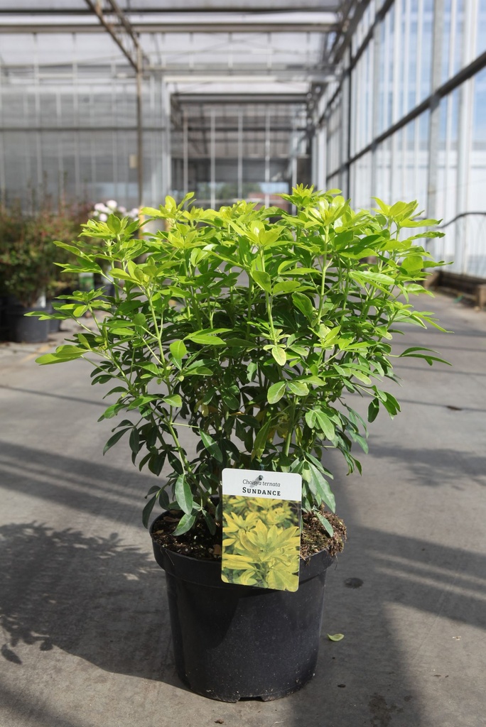 Choisya ternata SUNDANCE® cont. 7,5L 40/+ cm +p