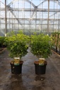 Choisya ternata SUNDANCE® Kont. 7,5L 40/+ cm +B
