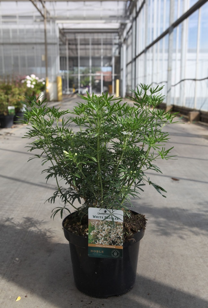 Choisya ternata WHITE DAZZLER (PBR) cont. 7,5L 40/+ cm +p
