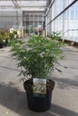 Choisya ternata WHITE DAZZLER (PBR) cont. 7,5L 40/+ cm +p
