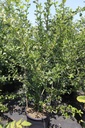 Crataegus grignonensis cont. 70L 250-300 cm multi-stem