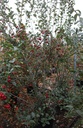 Crataegus grignonensis cont. 70L 250-300 cm multi-stem