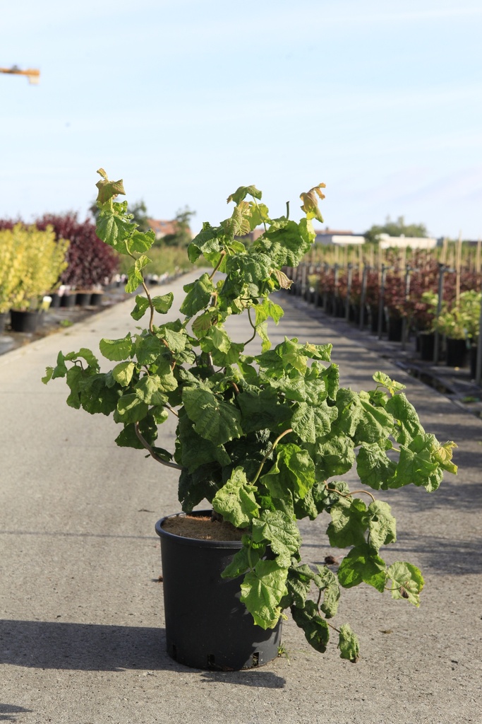 [P] Corylus avellana 'Contorta' cont. 12L 80-100 cm +ф