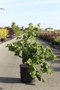 Corylus avellana 'Contorta' Kont. 12L 80-100 cm +B