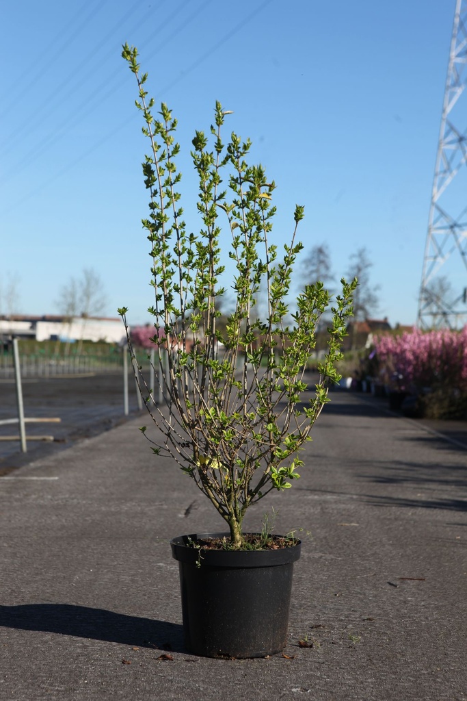 [P] Crataegus media 'Paul's Scarlet' cont. 18L 125-150 cm