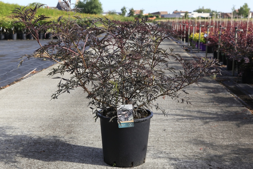 [P] Sambucus nigra BLACK LACE (PBR) cont. 25L 100-125 cm +f