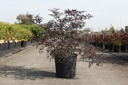 Sambucus nigra BLACK LACE (PBR) cont. 25L 100-125 cm +ф
