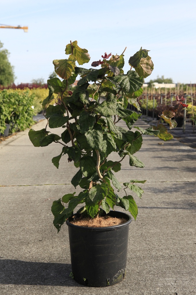 [P] Corylus avellana 'Red Majestic' (PBR) cont. 12L 80/+ cm +p