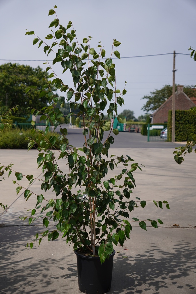 [P] Betula utilis 'Doorenbos' cont. 25L 200-250 cm feathered