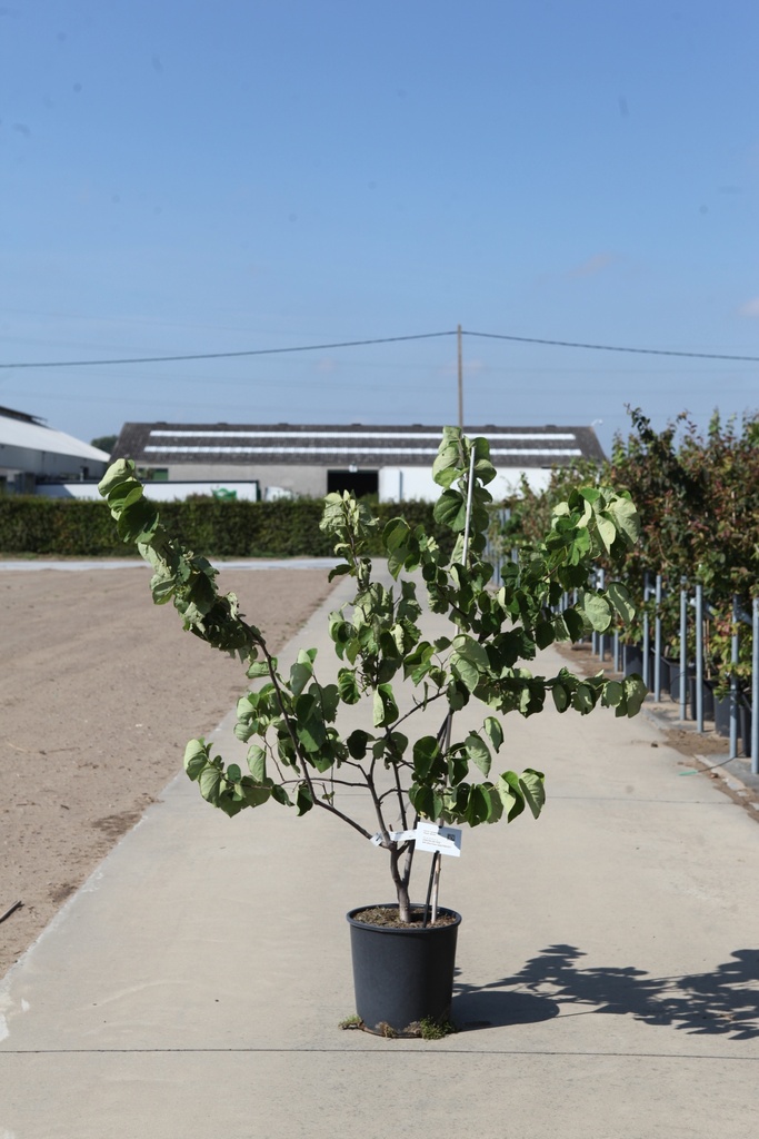 [P] Cercis canadensis 'Royal White' cont. 18L 100-125 cm +f