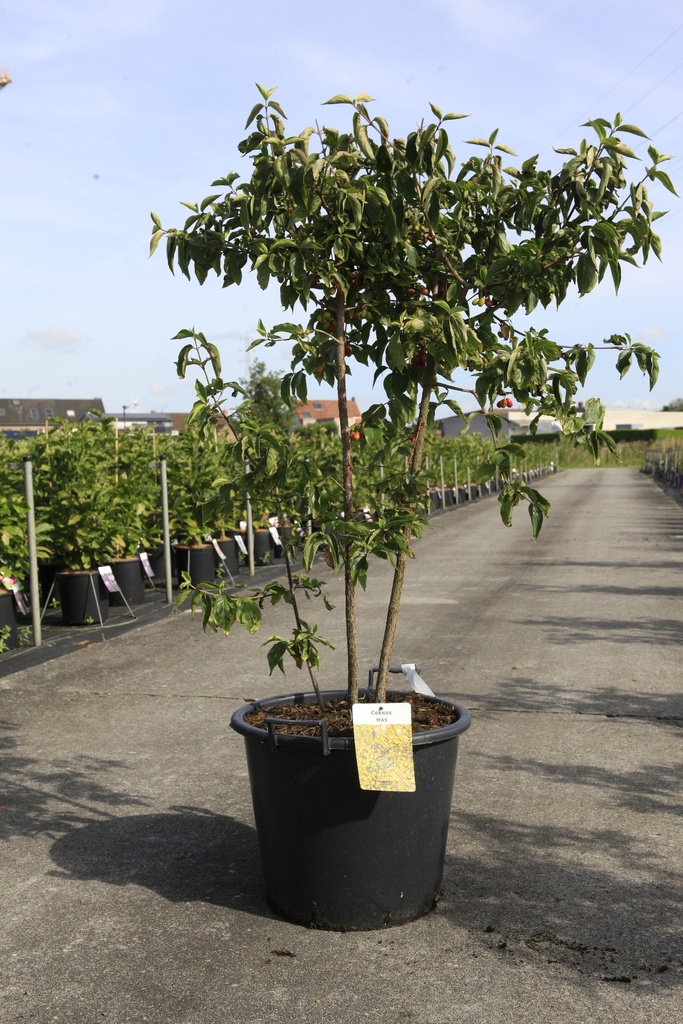 [P] Cornus mas cont. 30L 125-150 cm +B