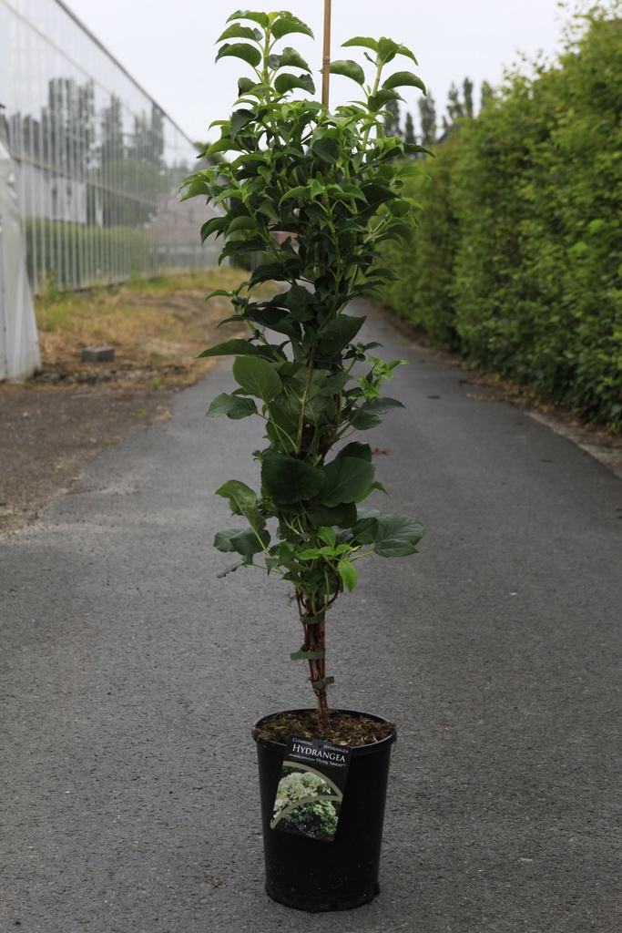 [P] Hydrangea anomala petiolaris 'Flying Saucer' cont. 7L high 100/+ cm +p