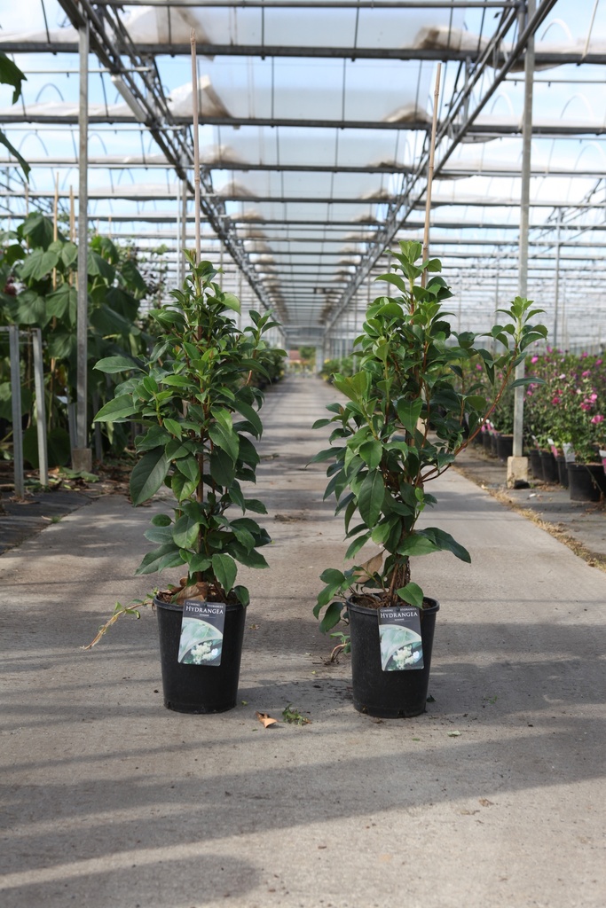 Hydrangea seemannii cont. 7L high 100/+ cm +p