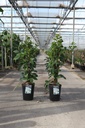 Hydrangea seemannii cont. 7L high 100/+ cm +p