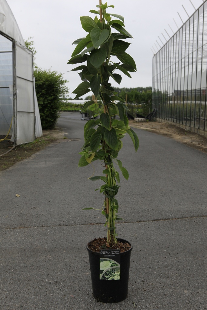 Hydrangea fauriei 'Angel Wings' cont. 7L hoch 100/+ cm +B