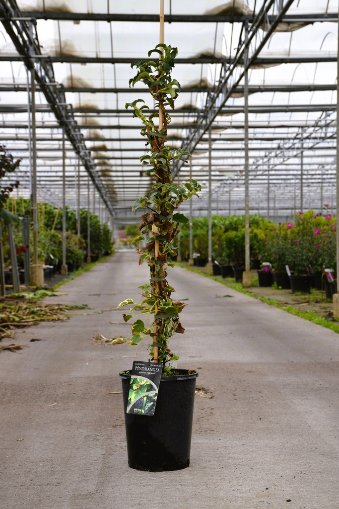 [P] Hydrangea anomala petiolaris 'Miranda' cont. 7L hoog 100/+ cm +f