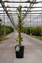 Hydrangea anomala petiolaris 'Miranda' kont. 7L vysoký 100/+ cm +f