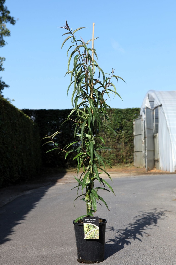 [P] Stachyurus salicifolius 'Fairytale' cont. 7L hoch 100/+ cm +B