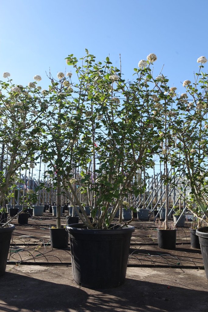 [P] Viburnum carlcephalum cont. 90L 125-150 cm