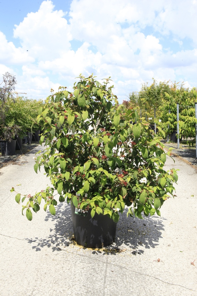 Viburnum plicatum PINKIMONO (PBR) cont. 25L 100-125 cm +f