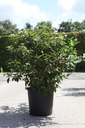 Viburnum plicatum PINKIMONO (PBR) cont. 25L 100-125 cm +B