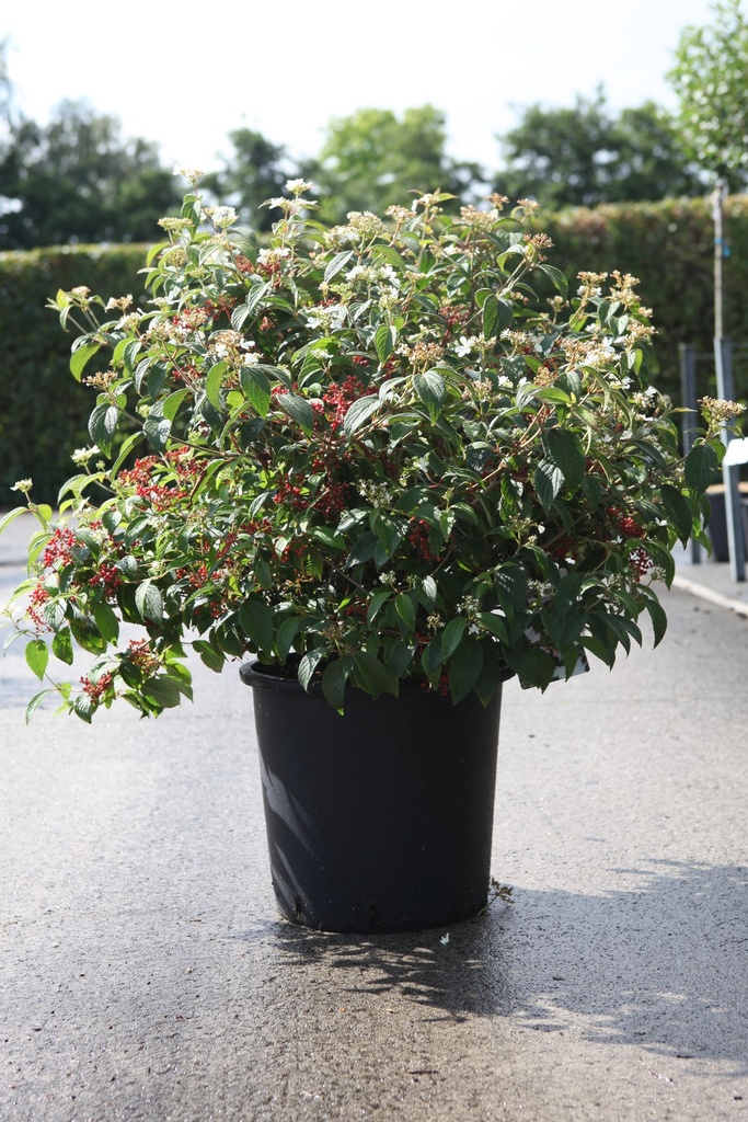 Viburnum plicatum PINKAWAI (PBR) cont. 25L 100-125 cm +f
