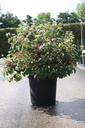 Viburnum plicatum PINKAWAI (PBR) cont. 25L 100-125 cm +f