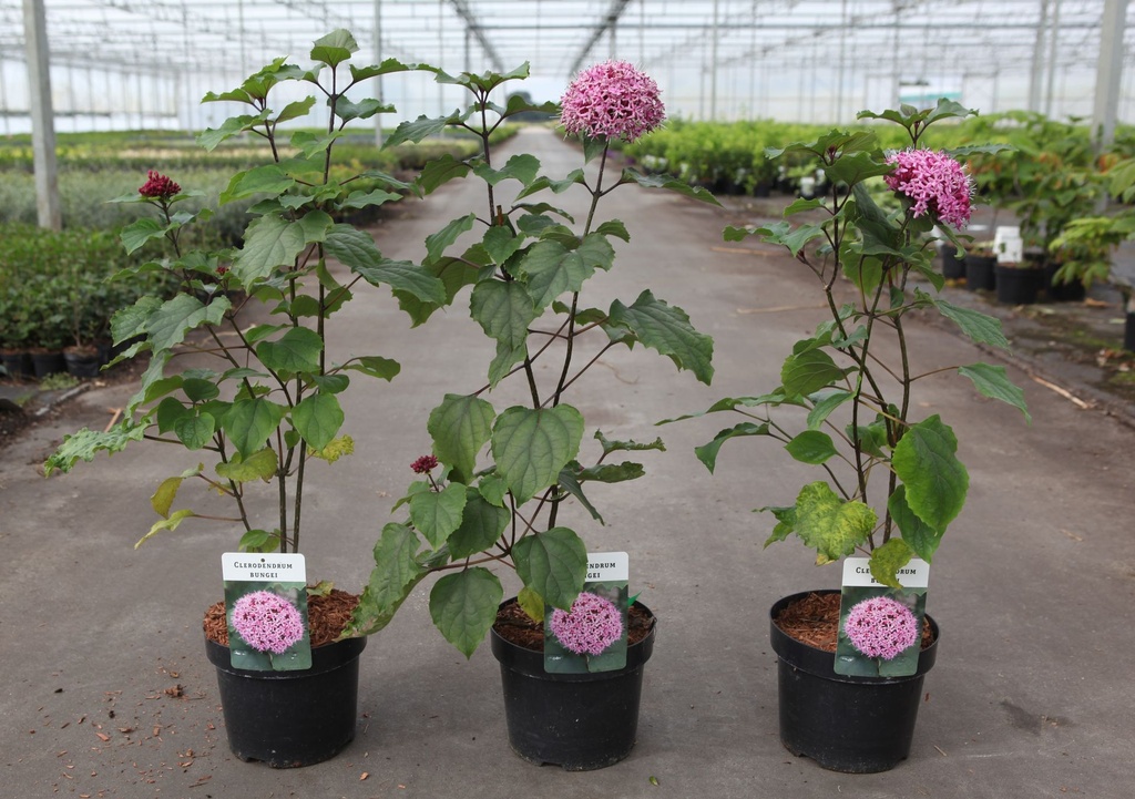 Clerodendrum bungei cont. 3,6L 40-50 cm +f