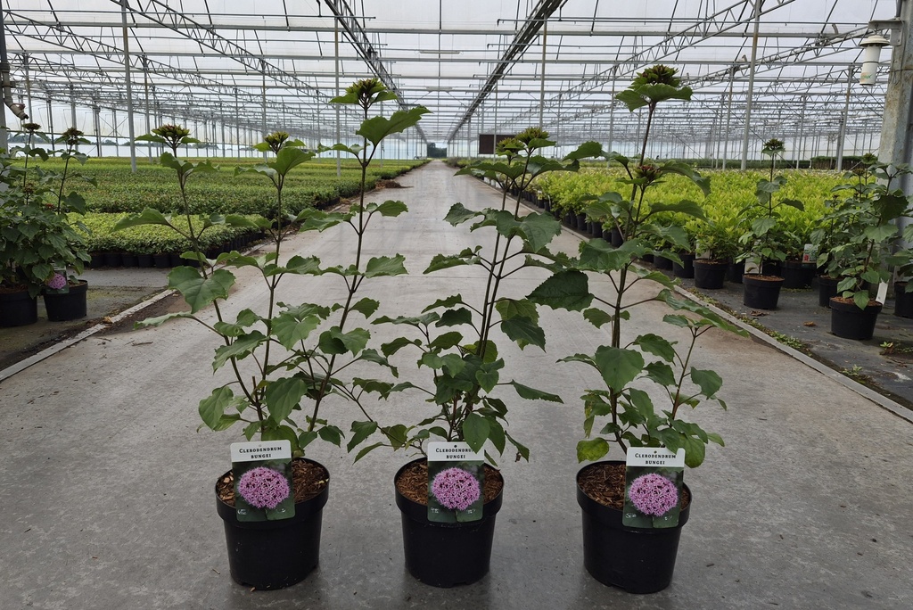 [P] Clerodendrum bungei cont. 3,6L 40-50 cm +f