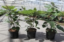 Clerodendrum bungei cont. 3,6L 40-50 cm +B