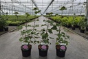 Clerodendrum bungei cont. 3,6L 40-50 cm +f