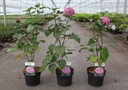 Clerodendrum bungei cont. 3,6L 40-50 cm +p