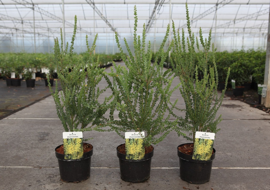 Acacia pravissima cont. 3,6L 30-40 cm +ф
