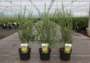 Acacia pravissima cont. 3,6L 30-40 cm +f