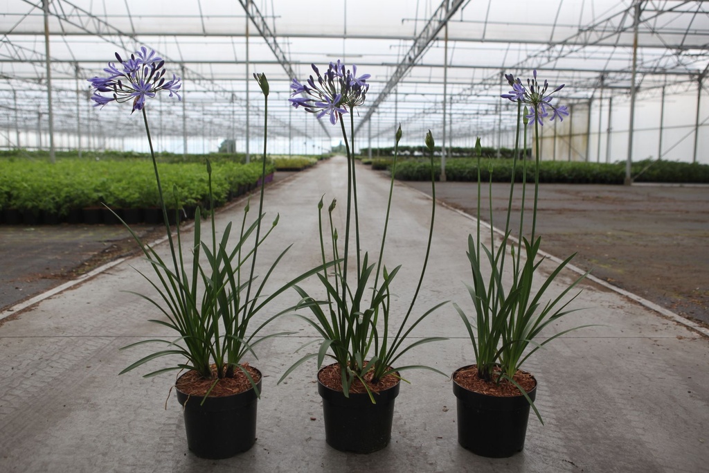 [P] Agapanthus 'Su Casa' (PBR) cont. 3,6L (blue) +p