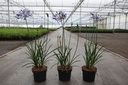 Agapanthus 'Su Casa' (PBR) cont. 3,6L (blue) +p