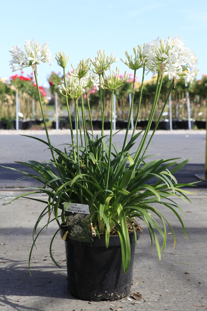 [P] Agapanthus WILLY'S WHITE cont. 10L (blanc) +p
