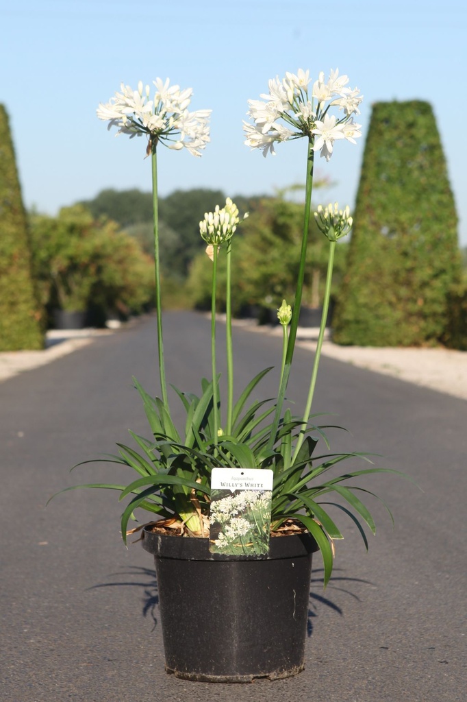 Agapanthus WILLY'S WHITE cont. 10L (blanc) +p