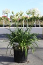 Agapanthus WILLY'S WHITE cont. 10L (wit) +f
