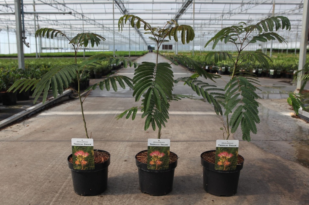 Albizia julibrissin TROPICAL DREAM (PBR) cont. 3,6L 40-60 cm +f