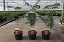 Albizia julibrissin TROPICAL DREAM (PBR) cont. 3,6L 40-60 cm +p